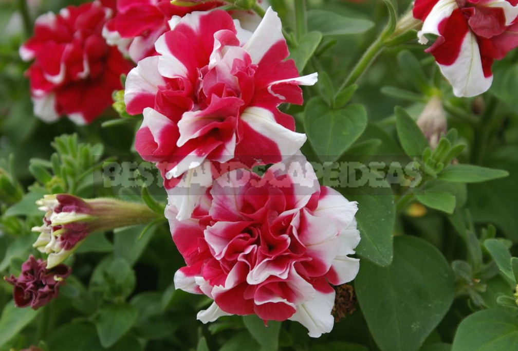 Terry Varieties of Garden Flowers: Pros and Cons, Review, Photos