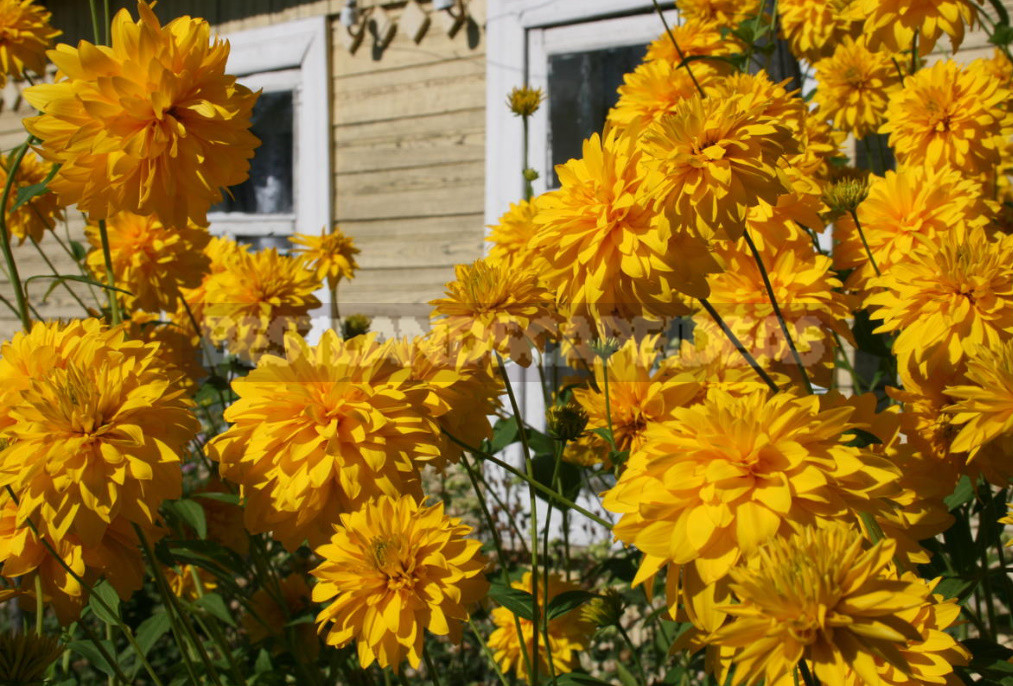 Terry Varieties of Garden Flowers: Pros and Cons, Review, Photos