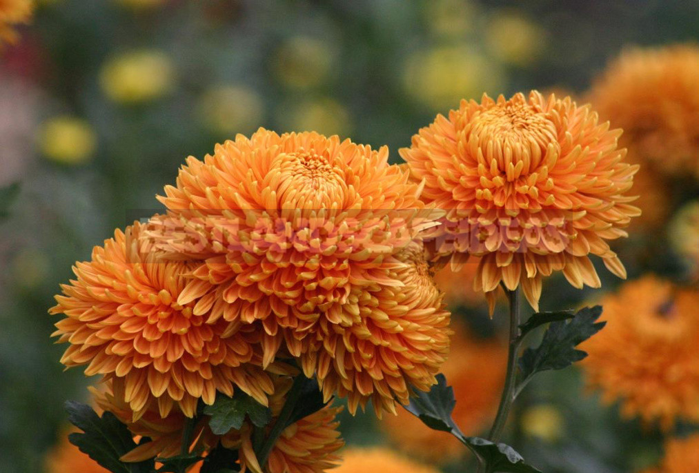 Terry Varieties of Garden Flowers: Pros and Cons, Review, Photos