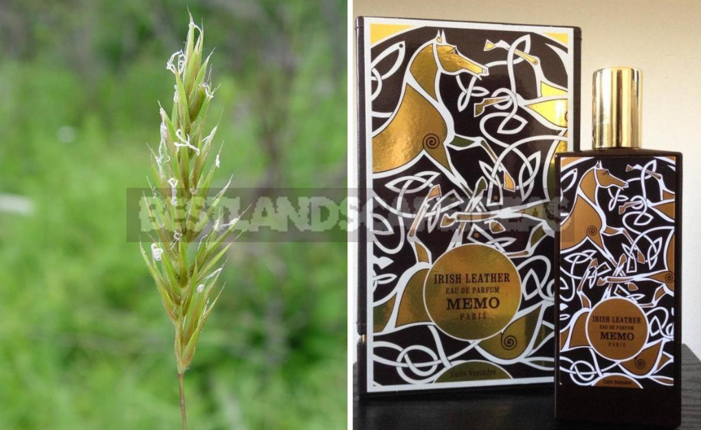 These Unexpected Cereals: Beautiful And Also Edible