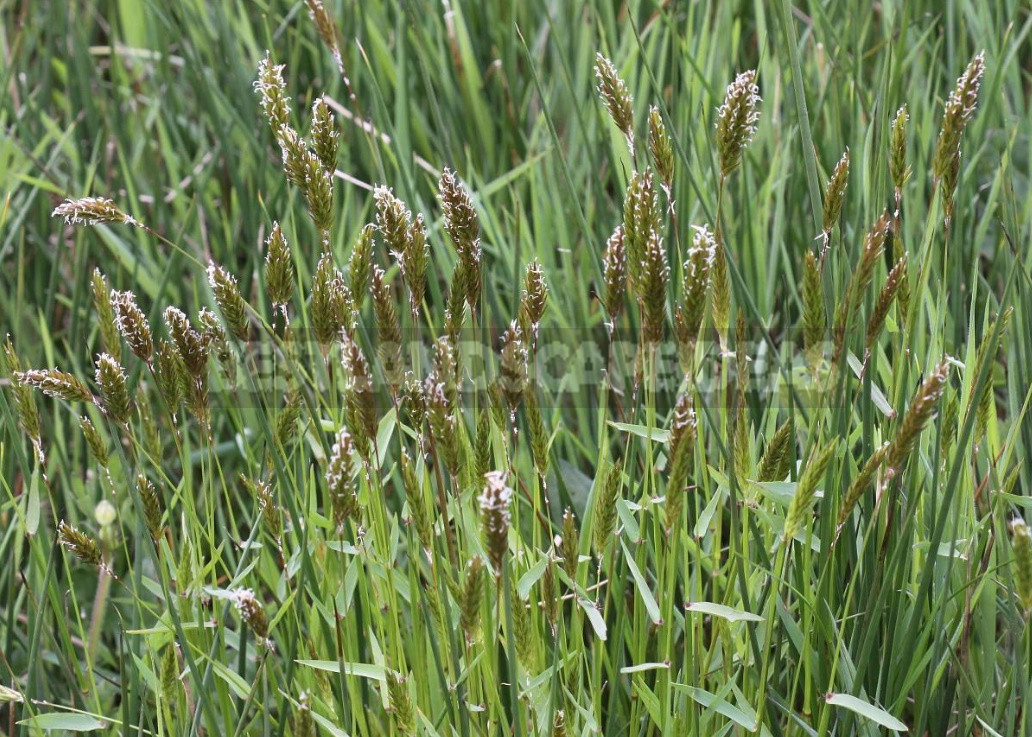 These Unexpected Cereals: Beautiful And Also Edible