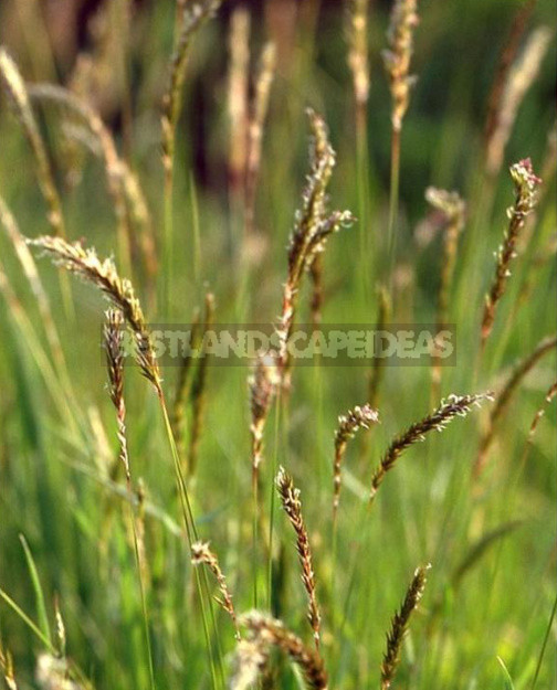 These Unexpected Cereals: Beautiful And Also Edible