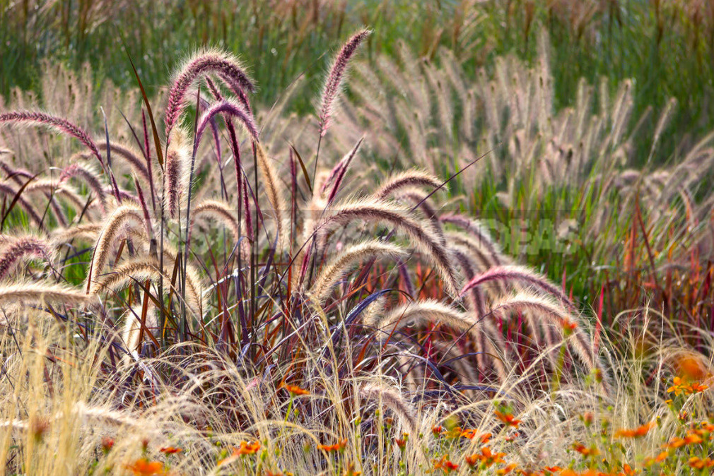 They Will Never Go Out of Fashion: Decorative Cereals