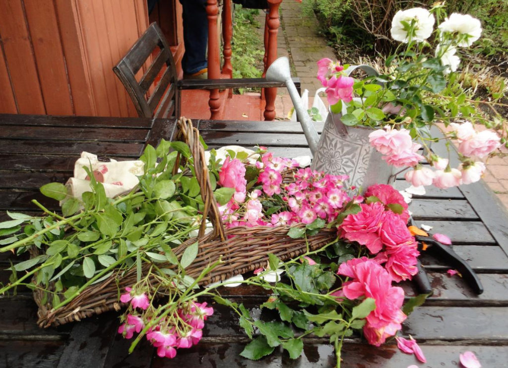 Three Ways to Shelter Roses For the Winter: Honestly About the Advantages And Disadvantages of Each