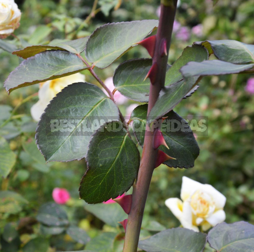 Three Ways to Shelter Roses For the Winter: Honestly About the Advantages And Disadvantages of Each