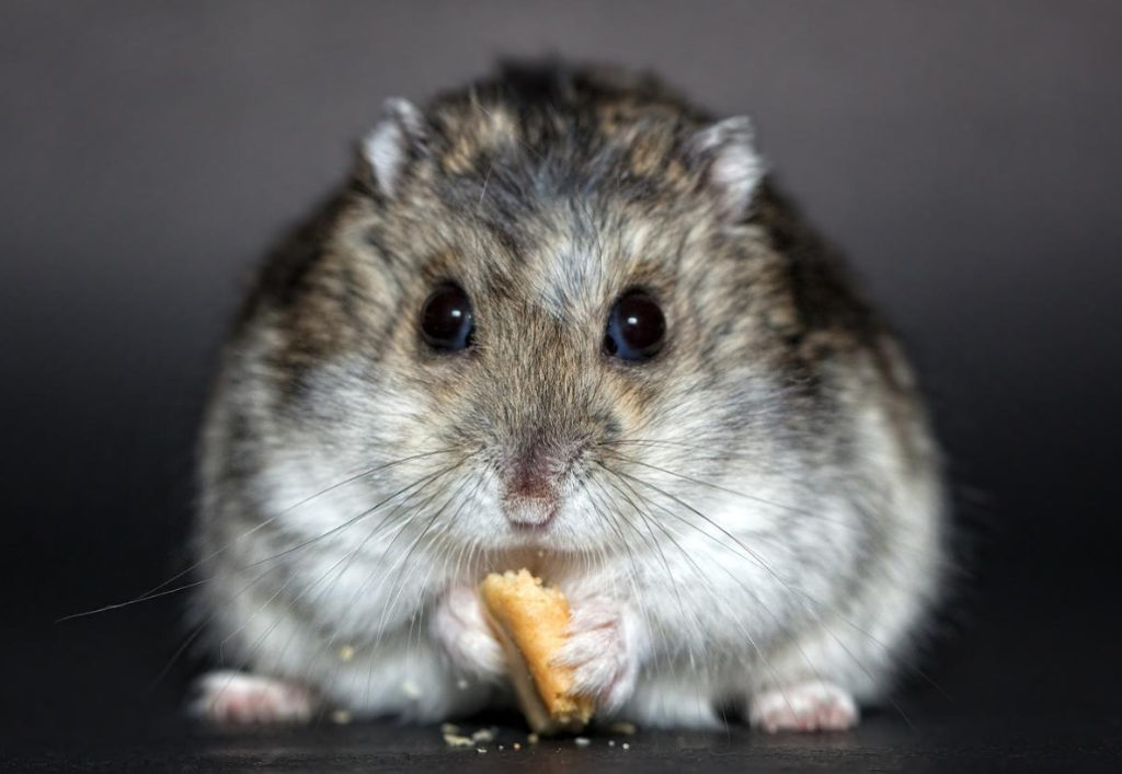 Under the Sign of a Hamster, or Suburban Zodiac