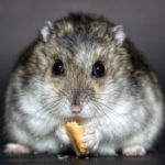 Under the Sign of a Hamster, or Suburban Zodiac