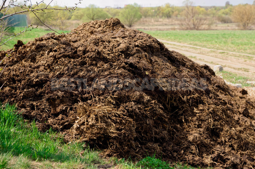 What Is Dangerous Manure?