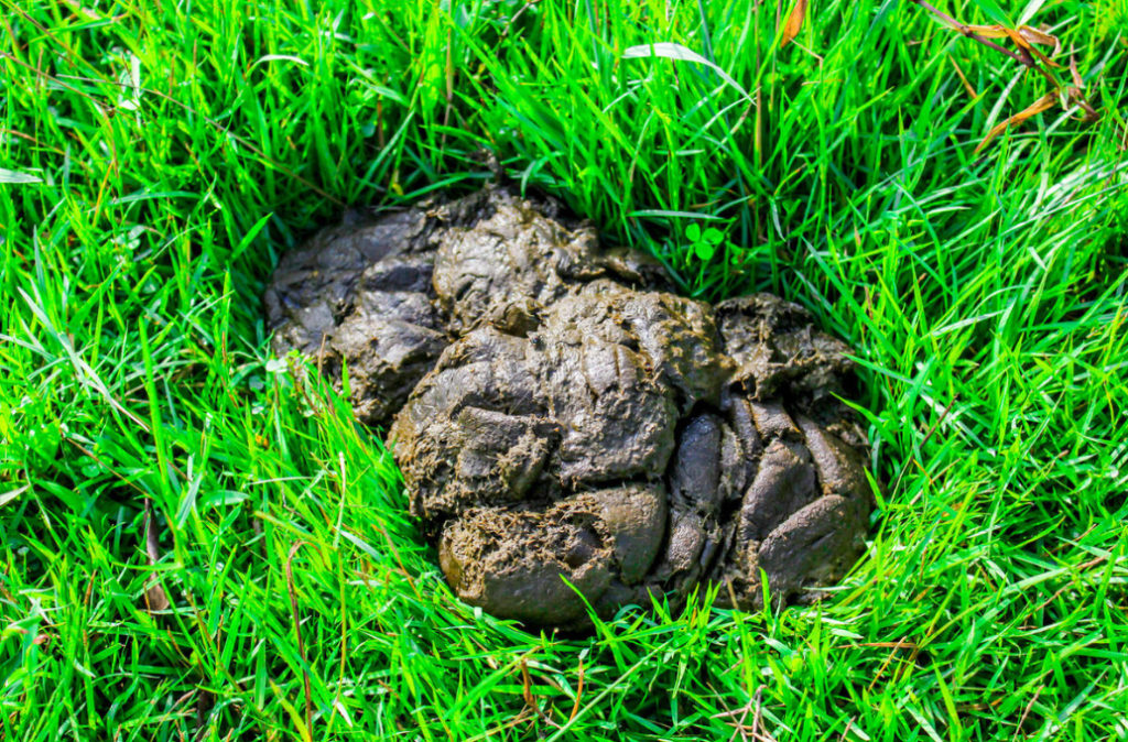 What Is Dangerous Manure? Best Landscape Ideas