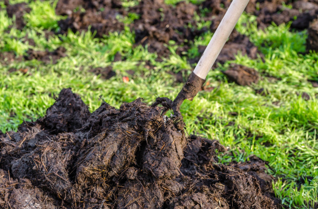 What Is Dangerous Manure? Best Landscape Ideas