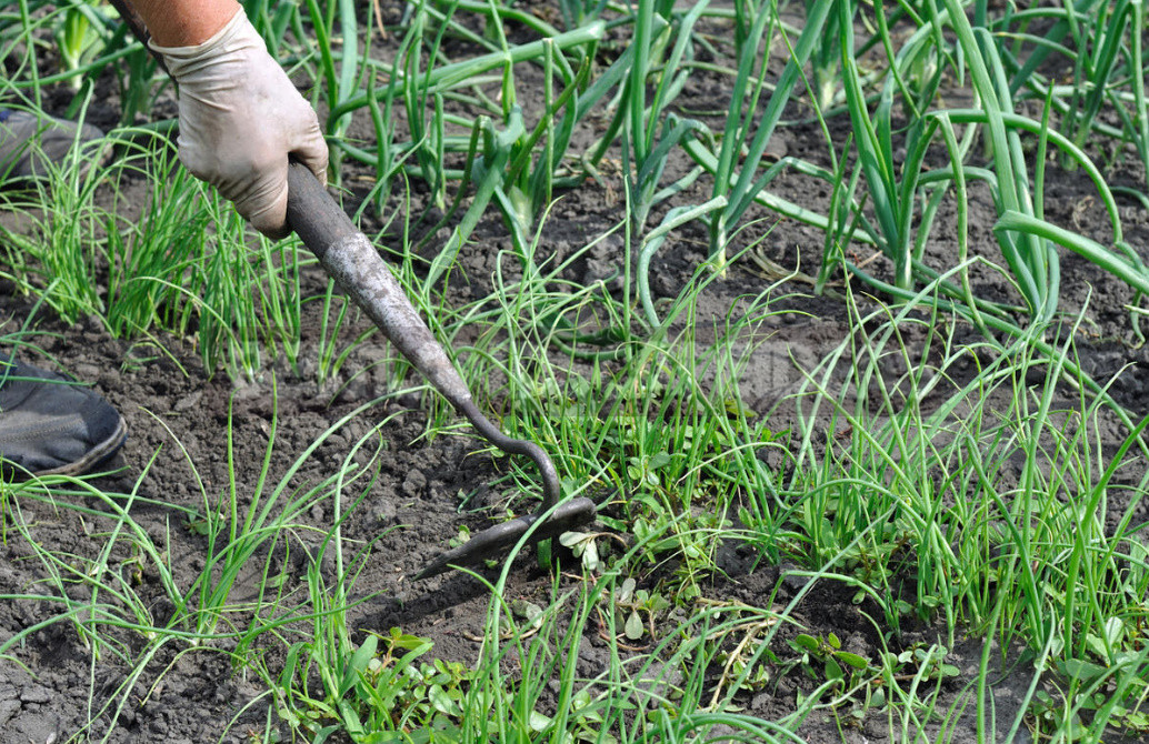 What Is Dangerous Manure?