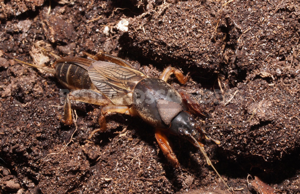 What Is Dangerous Manure?