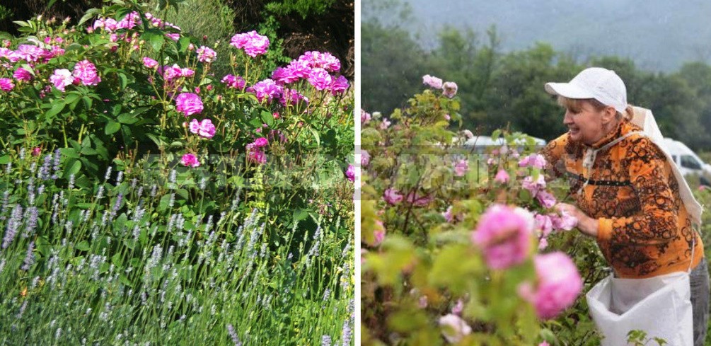 What To Make Flower Wine: 7 Best Aromatic Plants