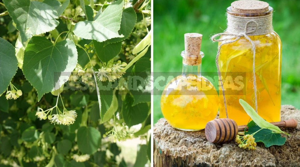 What To Make Flower Wine: 7 Best Aromatic Plants