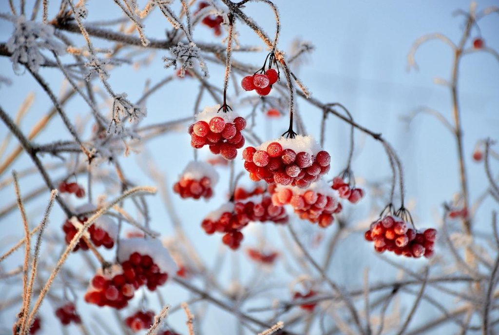 Medicinal Properties of Viburnum Berries And Their Application