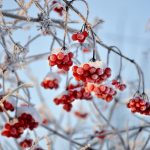 Medicinal Properties of Viburnum Berries And Their Application