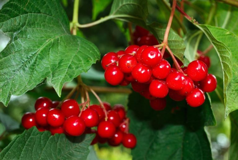 Medicinal Properties of Viburnum Berries And Their Application Best