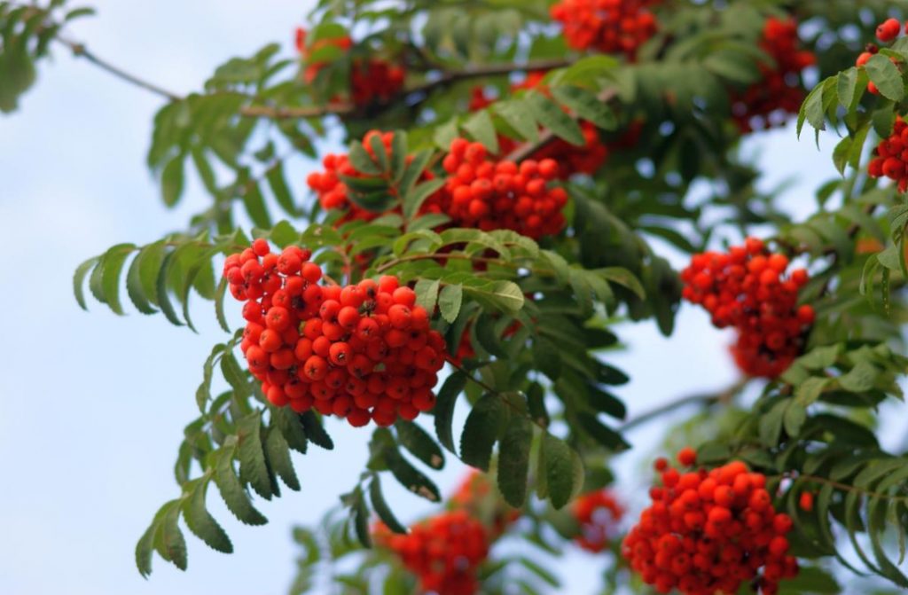 Vitamin Tinctures With Rowan