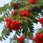 Vitamin Tinctures With Rowan