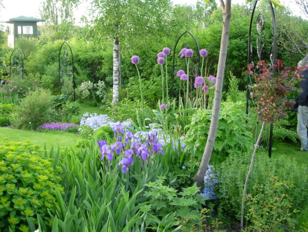 Alliums In the Garden: Features Of Growing Decorative Onion