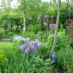 Alliums In the Garden: Features Of Growing Decorative Onion