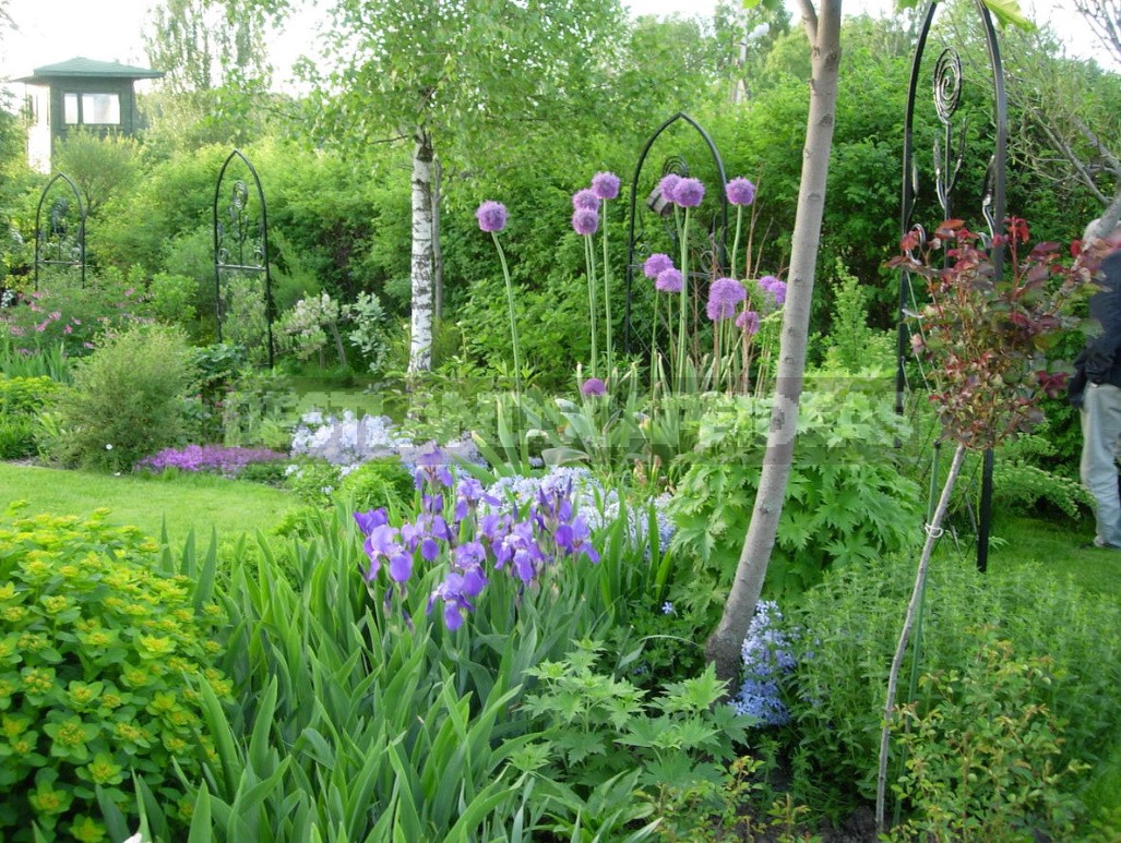 Alliums In the Garden: Features Of Growing Decorative Onion - Best ...