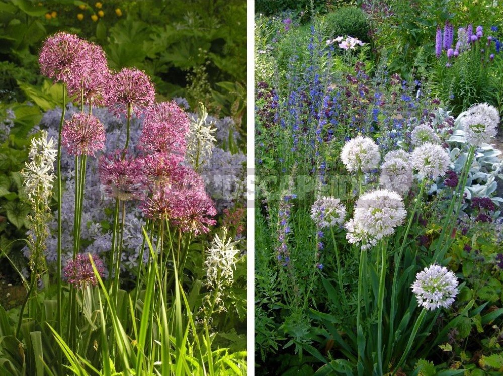 Alliums In the Garden: Features Of Growing Decorative Onion