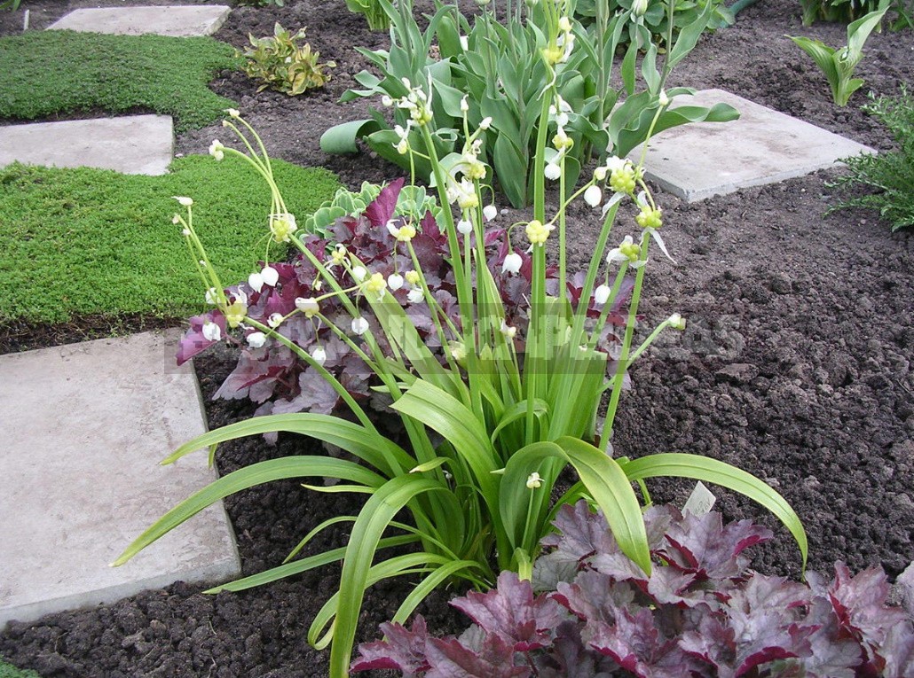 Alliums In the Garden: Features Of Growing Decorative Onion