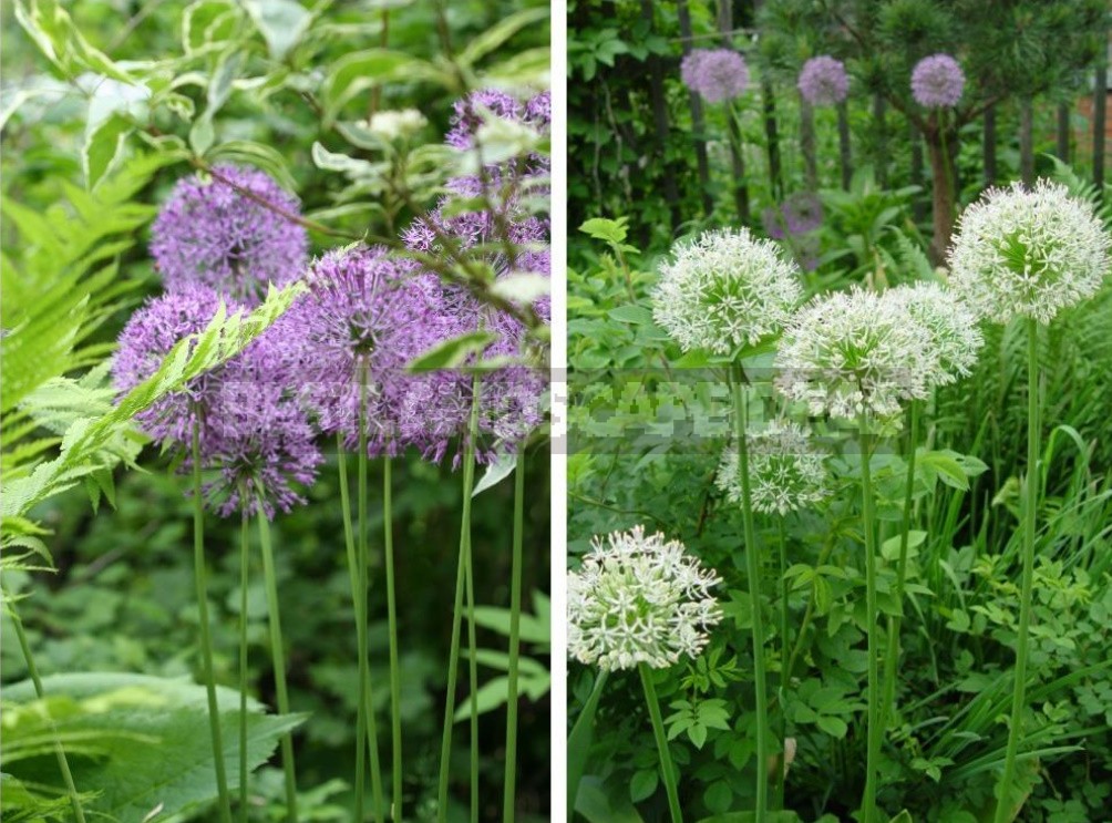 Alliums In the Garden: Features Of Growing Decorative Onion