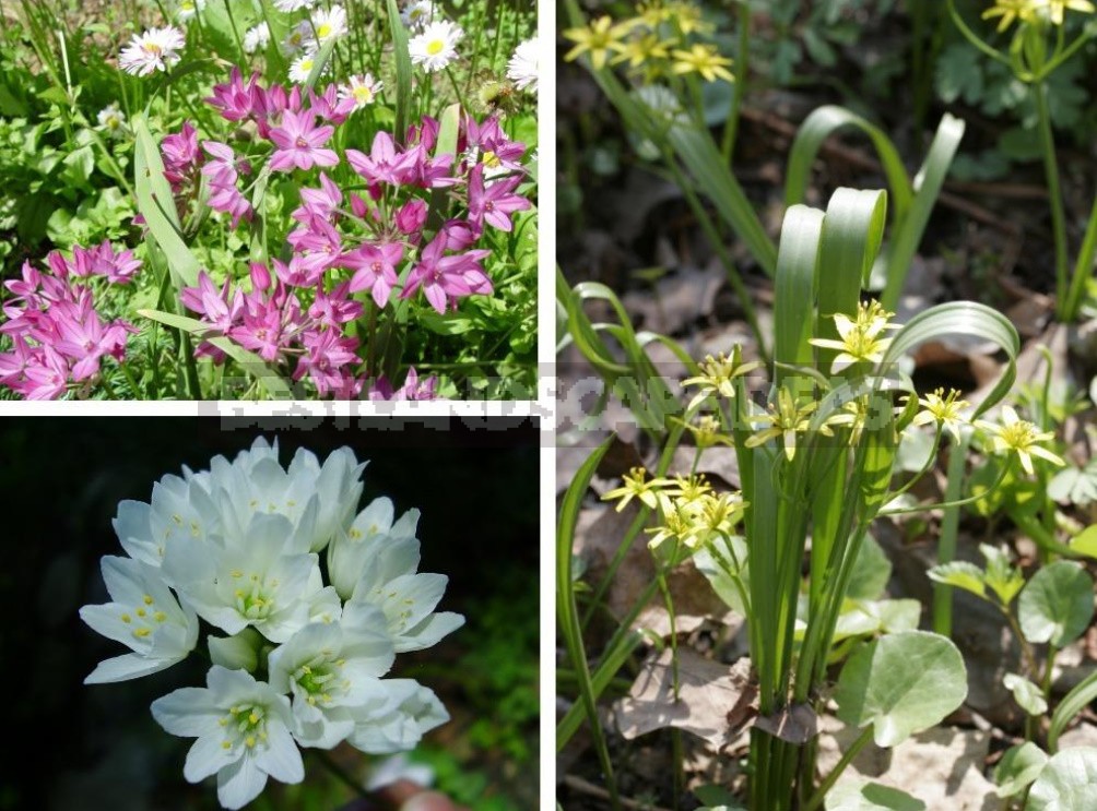 Alliums In the Garden: Features Of Growing Decorative Onion