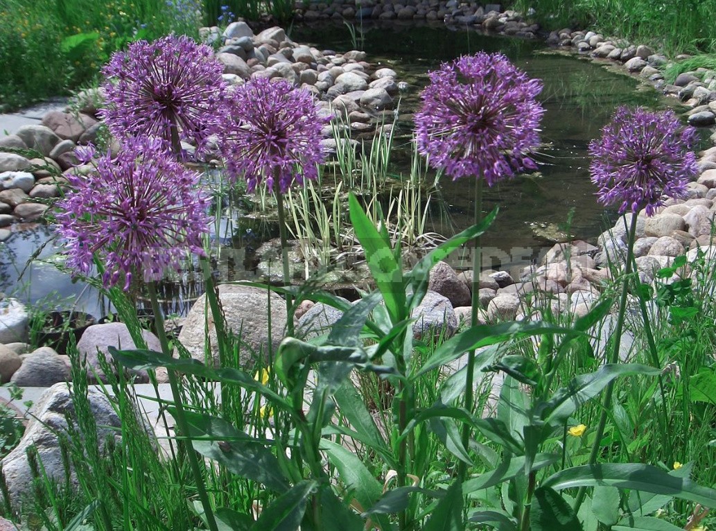 Alliums In the Garden: Features Of Growing Decorative Onion