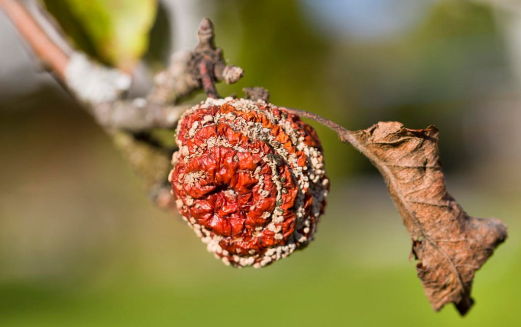 Autumn Treatment Of Trees And Shrubs: Main Issues
