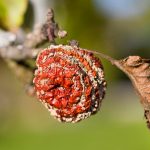 Autumn Treatment Of Trees And Shrubs: Main Issues