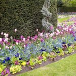 Compositions Of Bulbs For Flower Beds And Flower Beds: Planting Techniques (Part 2)