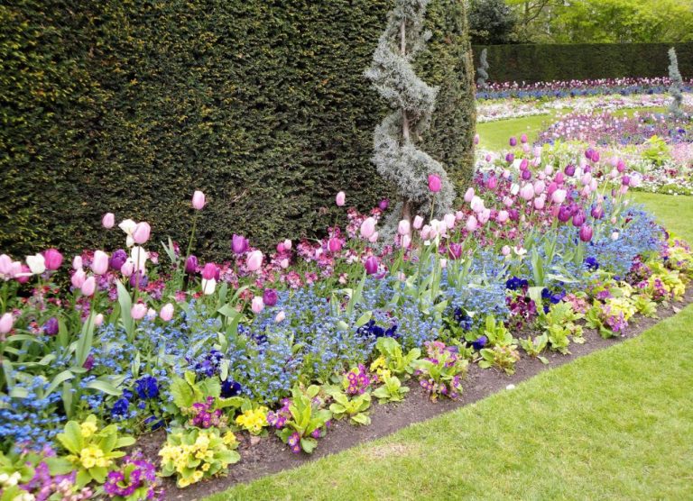 Compositions Of Bulbs For Flower Beds And Flower Beds Planting