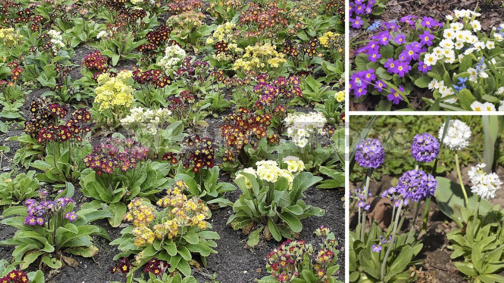 Compositions Of Bulbs For Flower Beds And Flower Beds: Planting Techniques (Part 1)