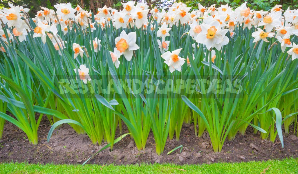 Compositions Of Bulbs For Flower Beds And Flower Beds: Planting Techniques (Part 2)