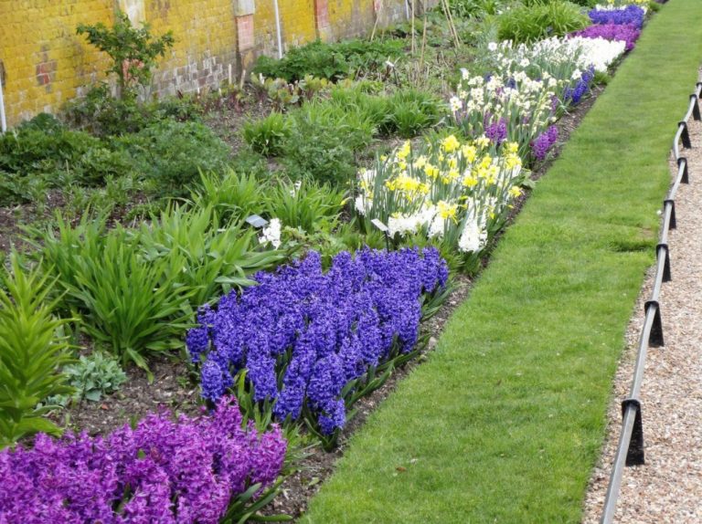 Compositions Of Bulbs For Flower Beds And Flower Beds Planting