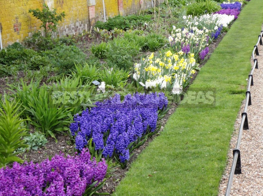 Compositions Of Bulbs For Flower Beds And Flower Beds: Planting Techniques (Part 2)