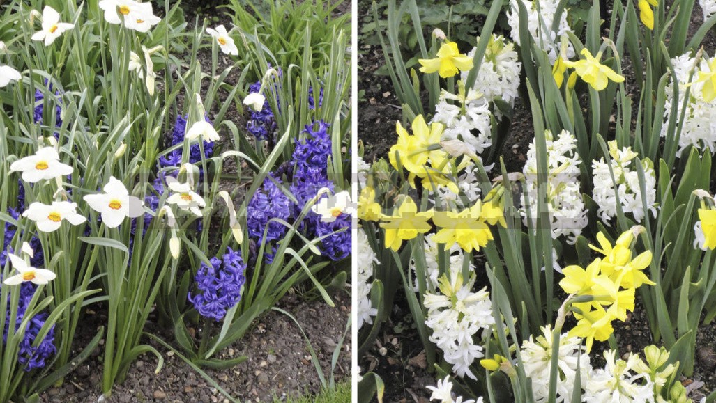 Compositions Of Bulbs For Flower Beds And Flower Beds: Planting Techniques (Part 2)