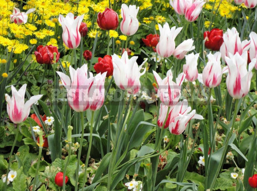 Compositions Of Bulbs For Flower Beds And Flower Beds: Planting Techniques (Part 2)