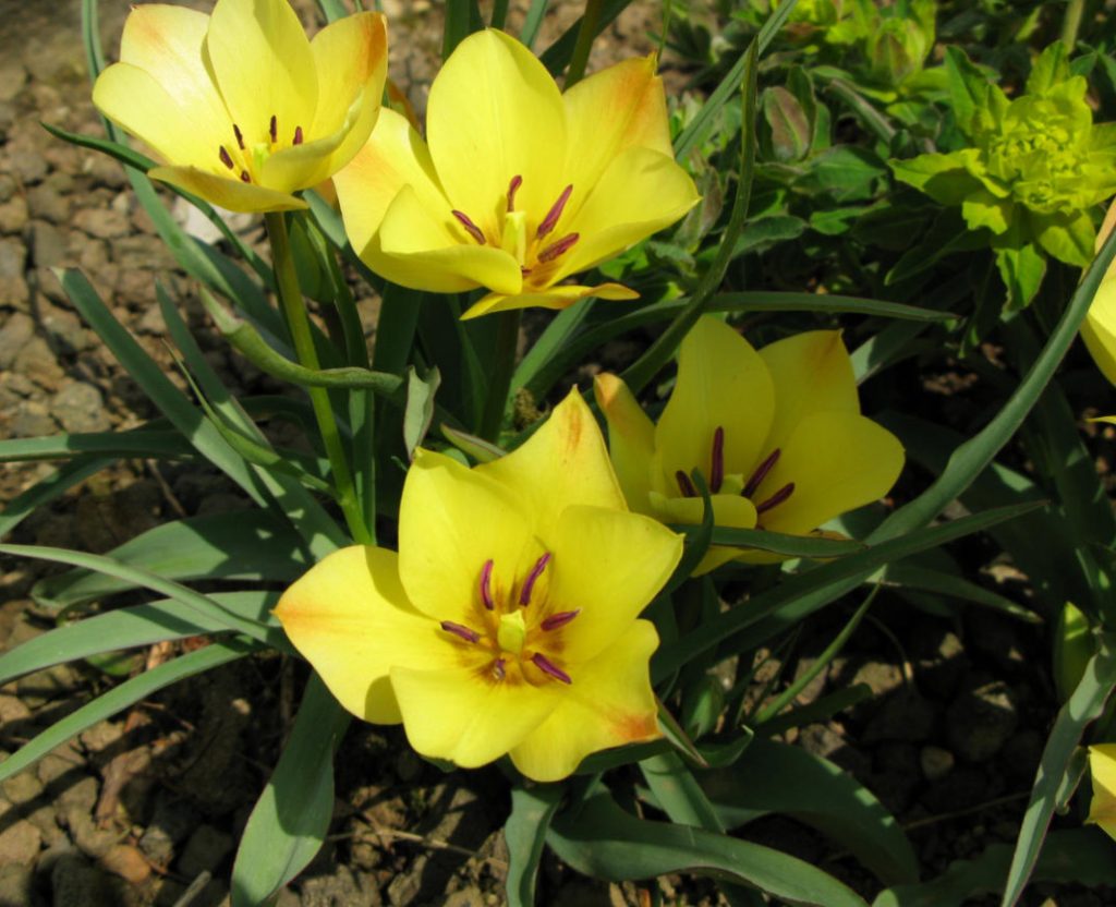 Compositions Of Bulbs For Flower Beds And Flower Beds Planting