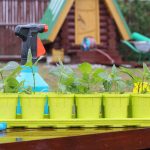 Containers For Pepper Seedlings