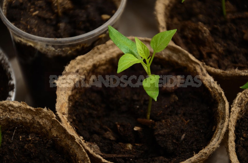 Containers For Pepper Seedlings