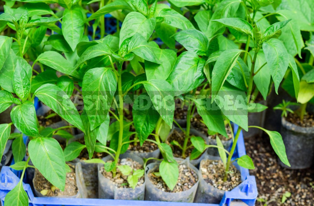 Containers For Pepper Seedlings