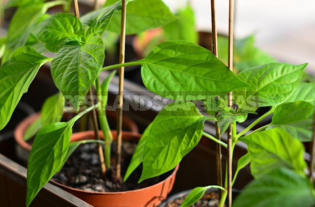 Containers For Pepper Seedlings