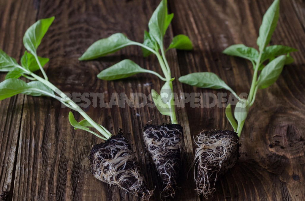 Containers For Pepper Seedlings