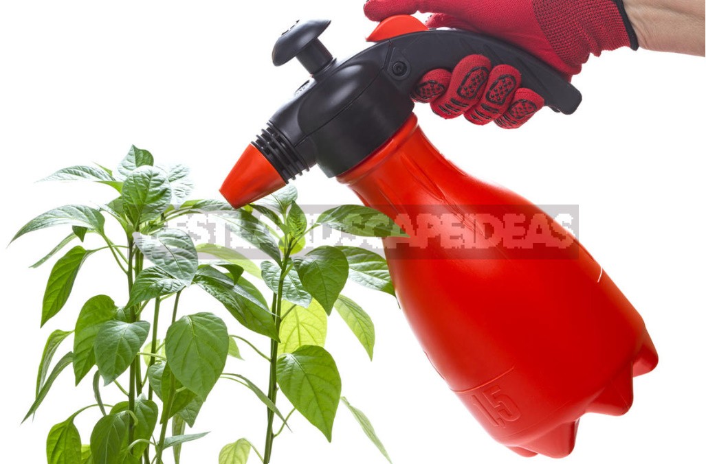 Containers For Pepper Seedlings