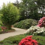 Decorative Shrubs For The Garden: Photos, Flowering Time (Part 1)