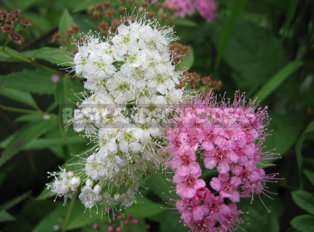 Decorative Shrubs For The Garden: Photos, Flowering Time (Part 1)